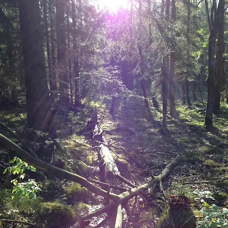 Near The Area
